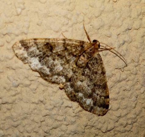 Parectropis similaria  - Thomas Lux