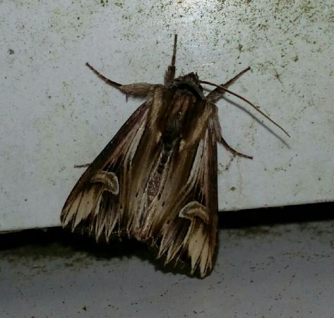 Actinotia polyodon  - Thomas Lux
