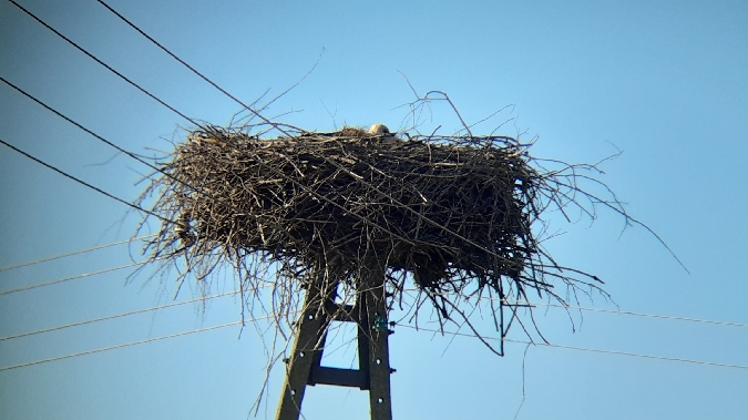 White Stork  - Krzysztof Sokołowski