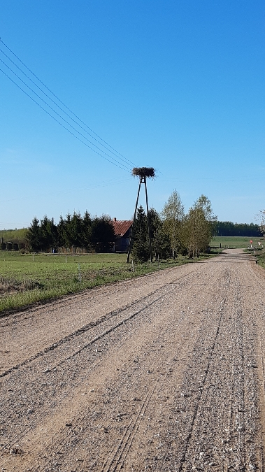 Cigogne blanche  - Krzysztof Sokołowski