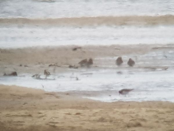 biegus mały  - Marcin Charymski