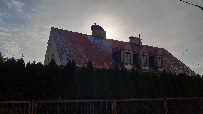 bocian biały  - Krzysztof Sokołowski