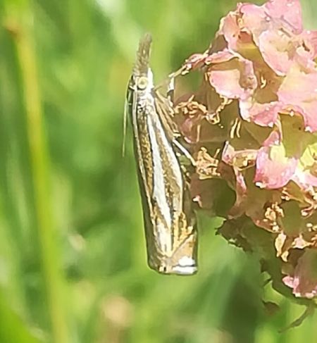 Crambus lathoniellus  - Thomas Lux