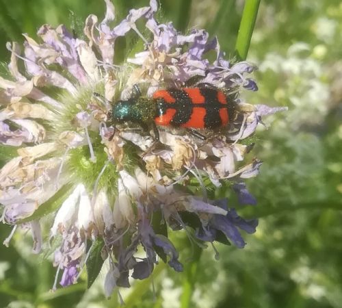 Trichodes alvearius  - Thomas Lux