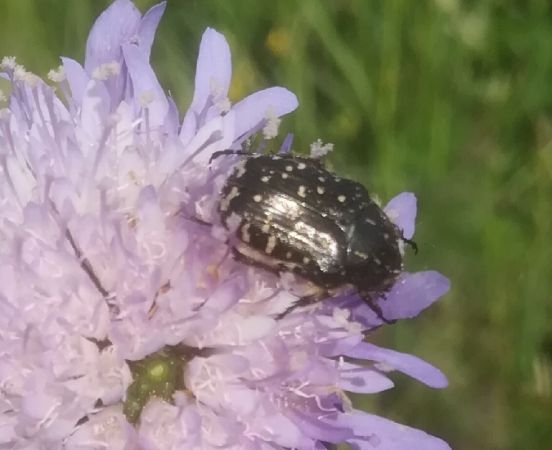 Oxythyrea funesta  - Thomas Lux