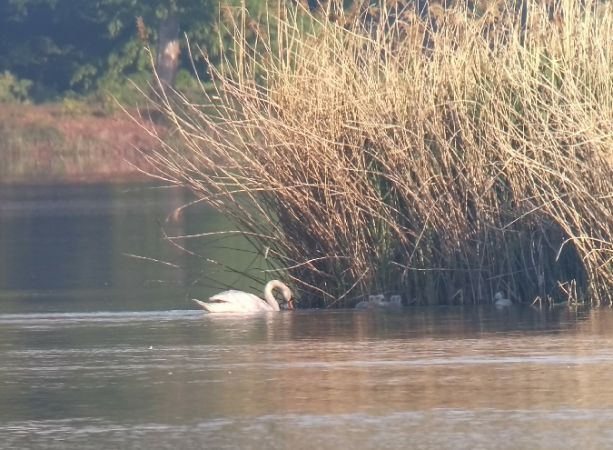 Cygne tuberculé  - Barbara Polanin