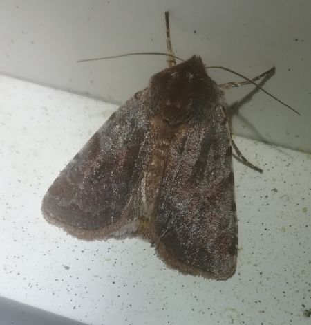 Cerastis rubricosa  - Thomas Lux