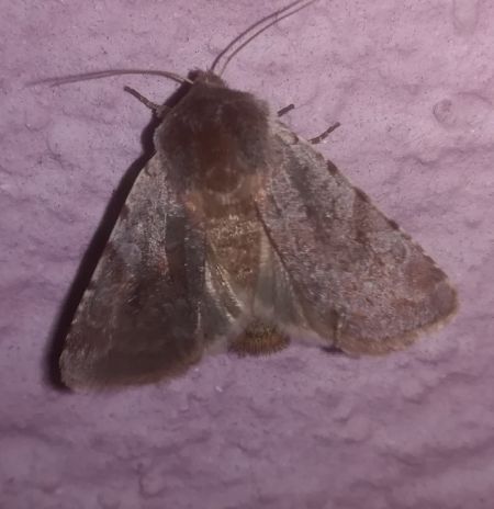 Cerastis rubricosa  - Thomas Lux