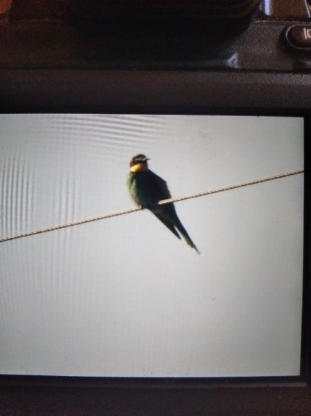 European Bee-eater  - Andrzej Lipiński