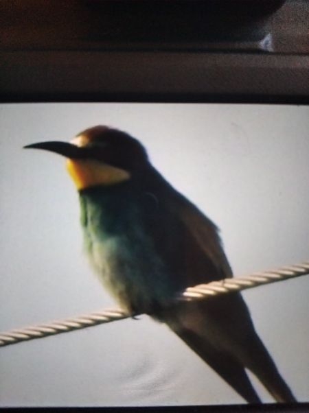 Guêpier d'Europe  - Andrzej Lipiński