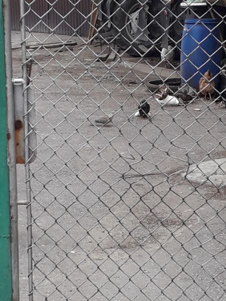 Türkentaube  - Karol Łanocha