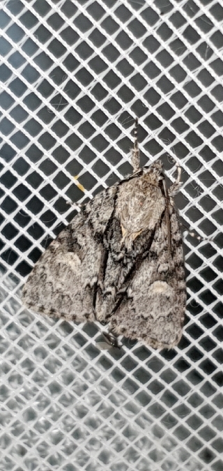 Acronicta strigosa  - Melchior Viallet