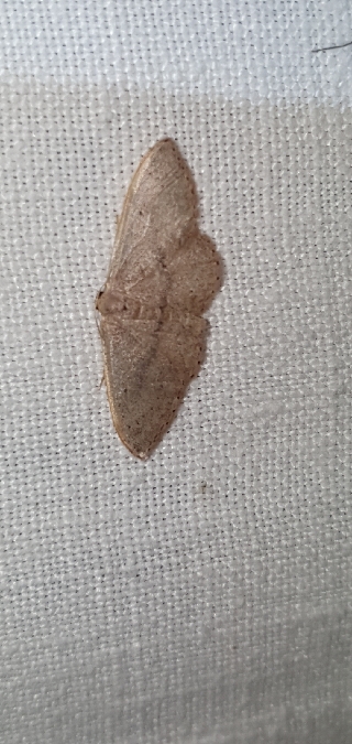 Idaea eugeniata  - Melchior Viallet