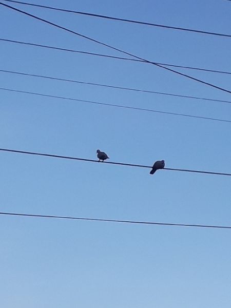 sierpówka  - Karol Łanocha