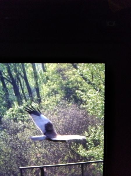 Rohrweihe  - Andrzej Lipiński