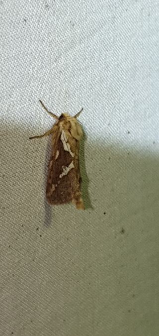 Louvette  - Melchior Viallet