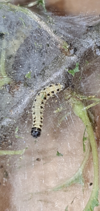 Yponomeuta mahalebella  - Melchior Viallet