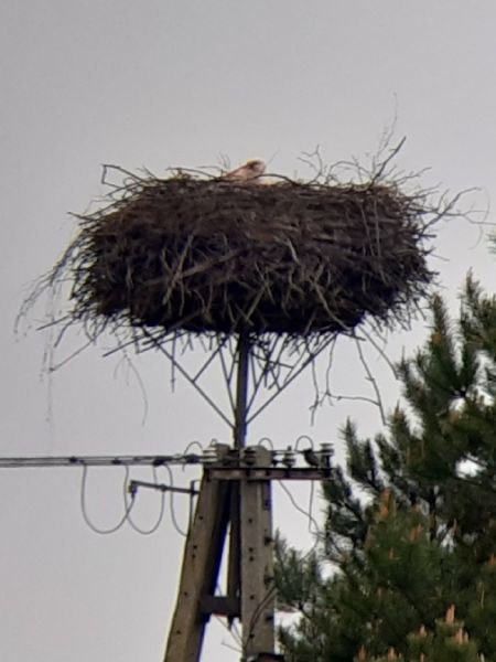 Weissstorch  - Krzysztof Sokołowski