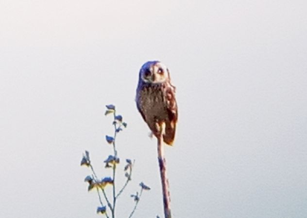 uszatka błotna  - Michał Polakowski