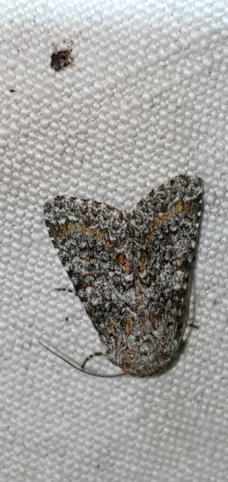 Hadena filograna  - Melchior Viallet