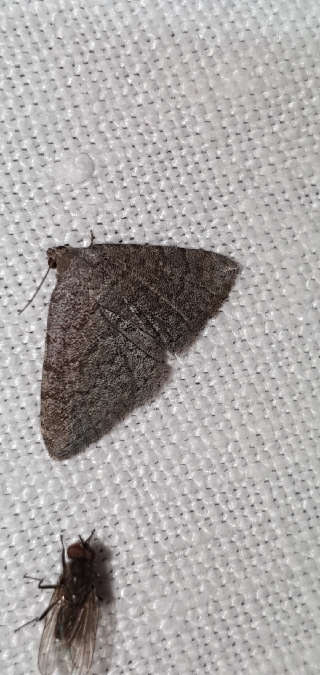 Metachrostis dardouini  - Melchior Viallet