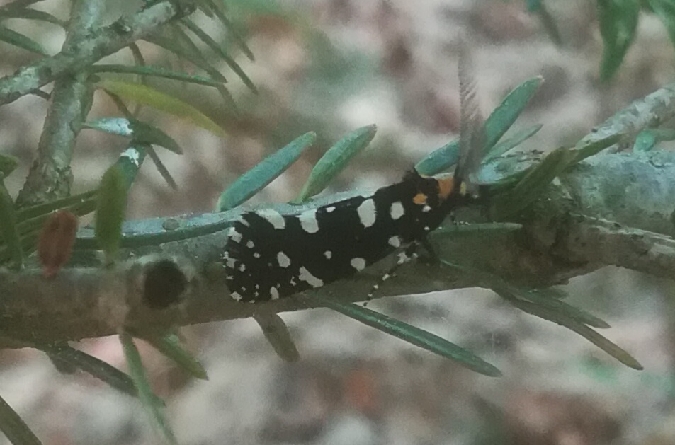 Euplocamus anthracinalis  - Thomas Lux