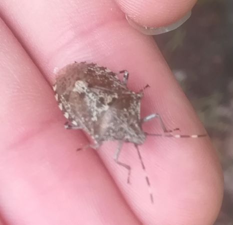 Rhaphigaster nebulosa  - Thomas Lux