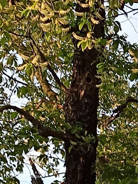 Buntspecht  - Jarosław Słowikowski