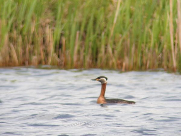 Red-necked Grebe  - Tomasz Świątek
