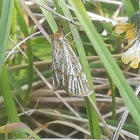 Crambus des champs  - Thomas Lux