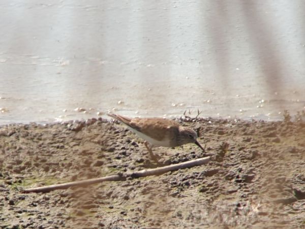 Temminck's Stint  - Tomasz Świątek