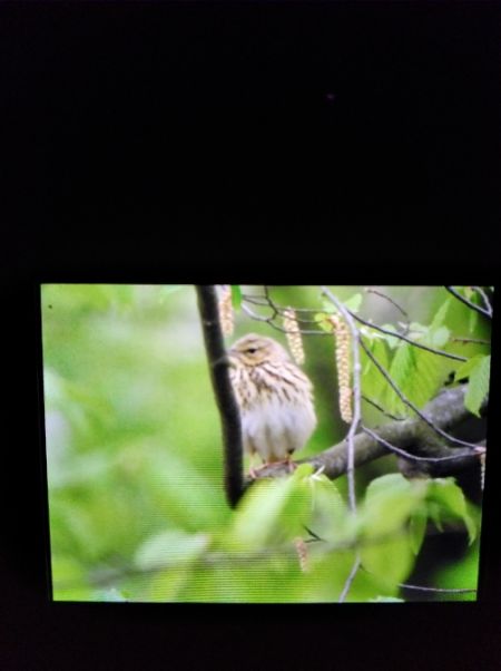 Tree Pipit  - Andrzej Lipiński