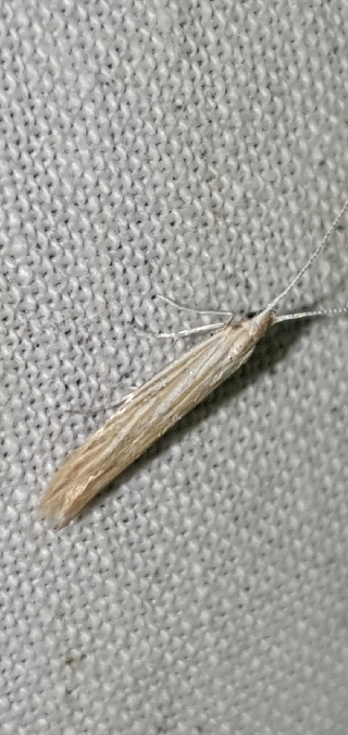 Coleophora indéterminé  - Melchior Viallet