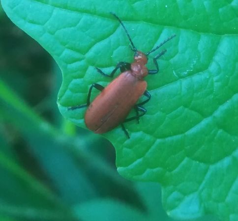 Pyrochroa serraticornis  - Thomas Lux