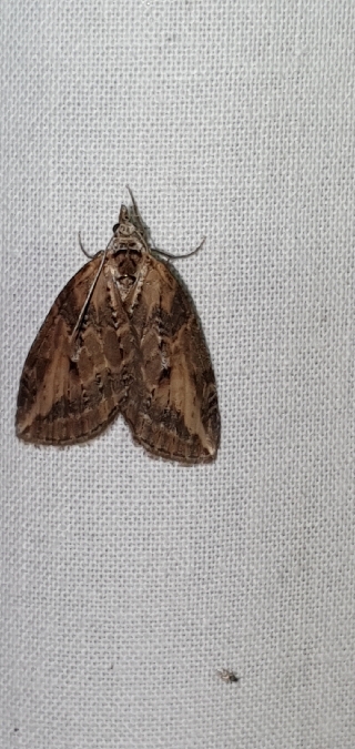 Chesias isabella  - Melchior Viallet