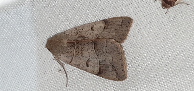 Minucia lunaris  - Melchior Viallet