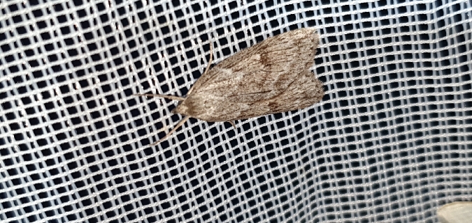Pachycnemia hippocastanaria  - Melchior Viallet