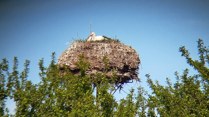 White Stork  - Krzysztof Sokołowski