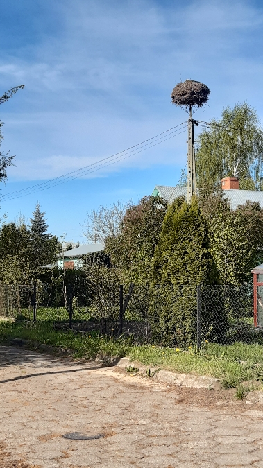 Cigogne blanche  - Krzysztof Sokołowski