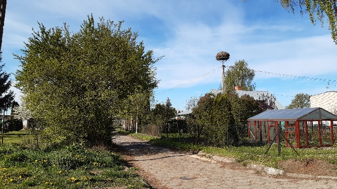 Cigogne blanche  - Krzysztof Sokołowski