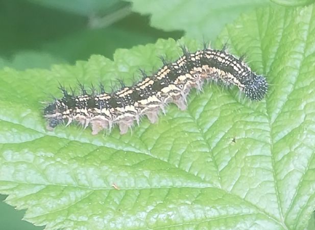 Small Tortoiseshell  - Thomas Lux