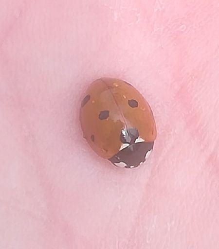 Coccinelle à sept points  - Thomas Lux