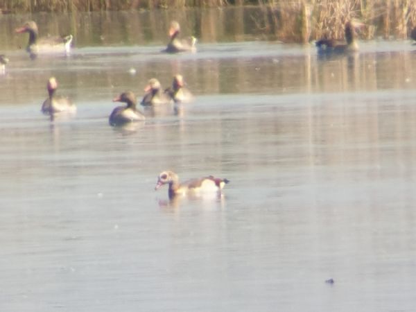 Nilgans  - Tomasz Świątek