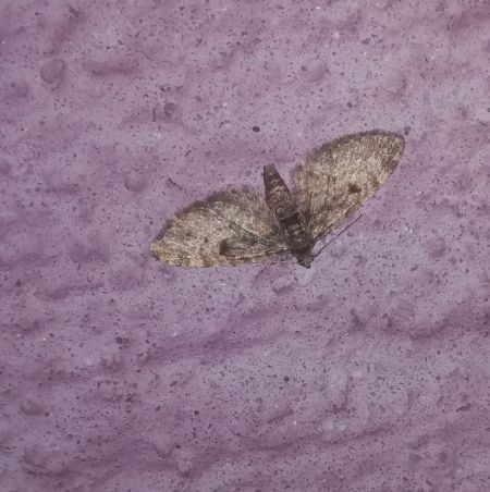 Eupithecia tantillaria  - Thomas Lux
