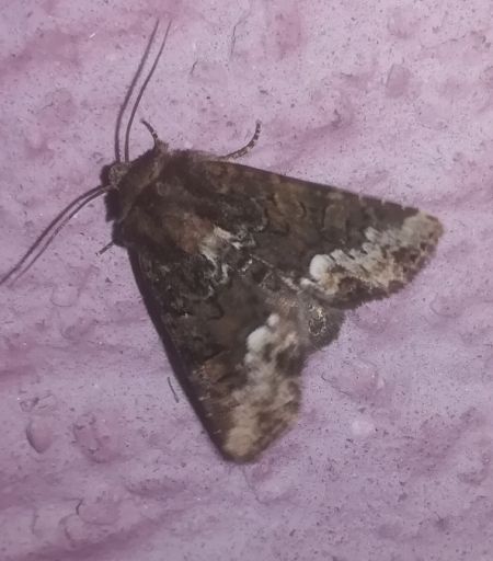 Oligia sp.  - Thomas Lux
