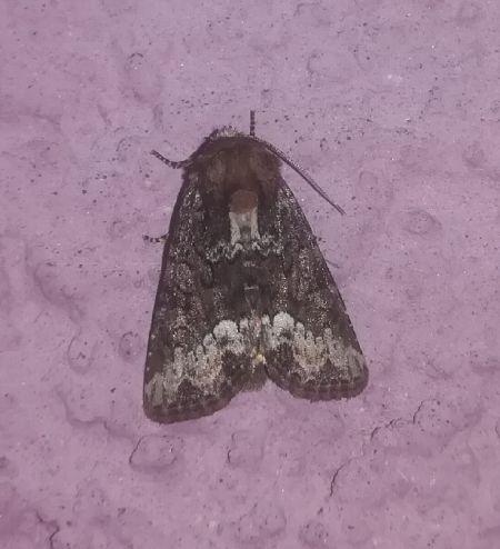 Oligia sp.  - Thomas Lux