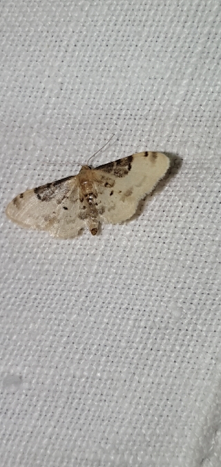 Idaea filicata  - Melchior Viallet