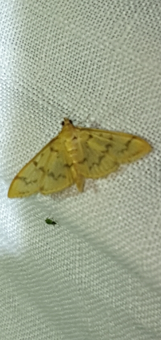 Pleuroptya balteata  - Melchior Viallet