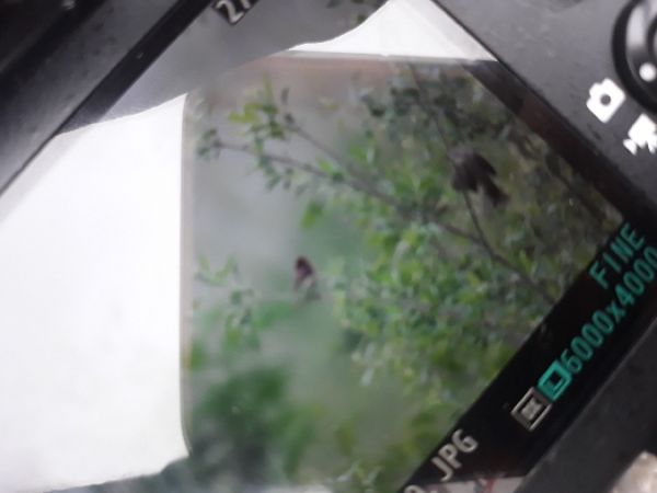 dziwonia  - Patrycja Walczak