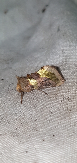 Diachrysia chrysitis  - Melchior Viallet